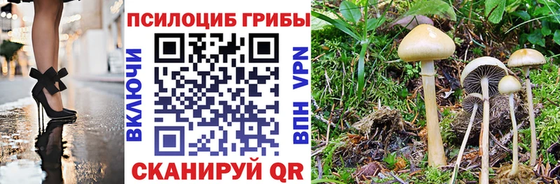 Псилоцибиновые грибы Psilocybe  магазин    Шатура 